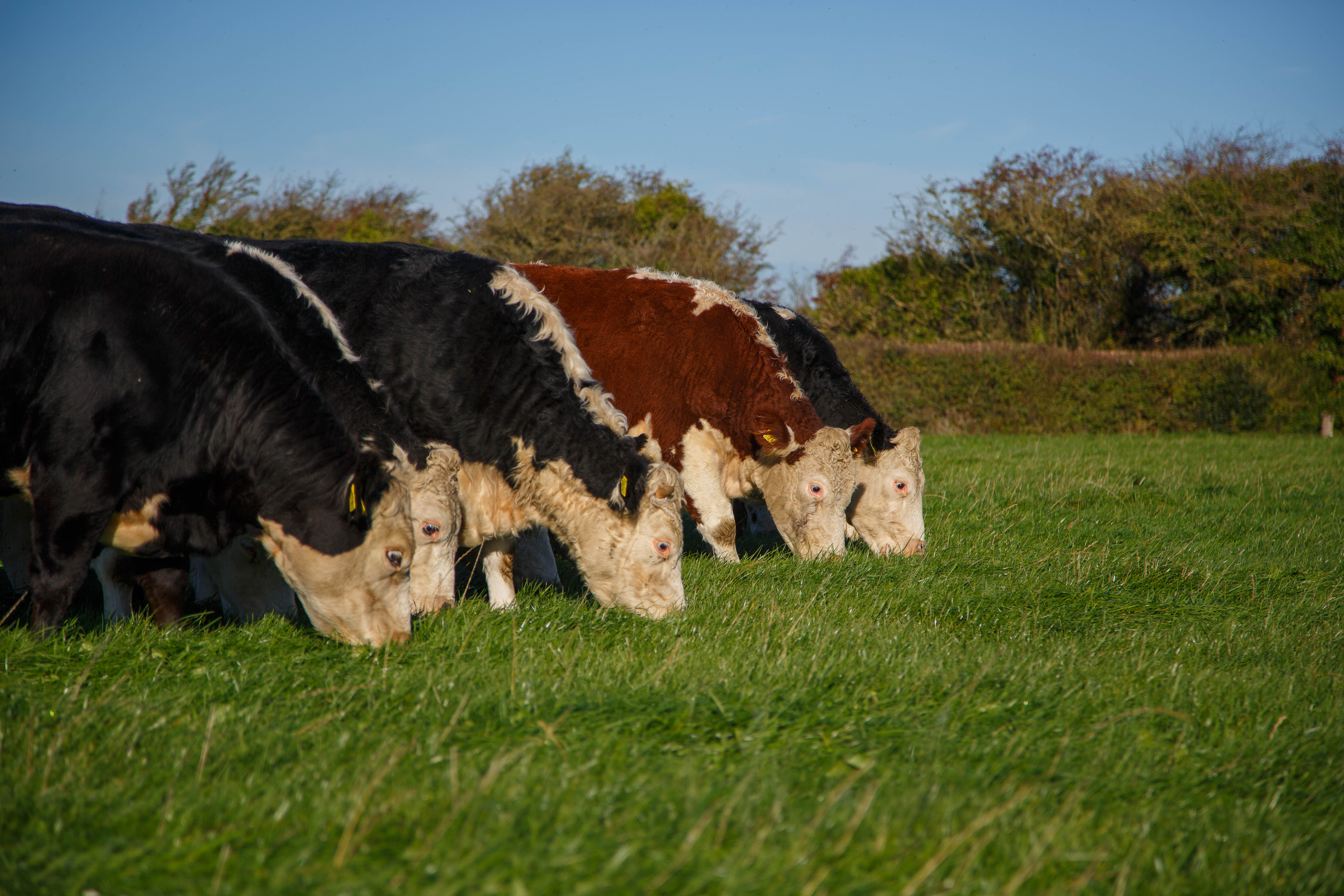 selective focus photography of brown and white cow