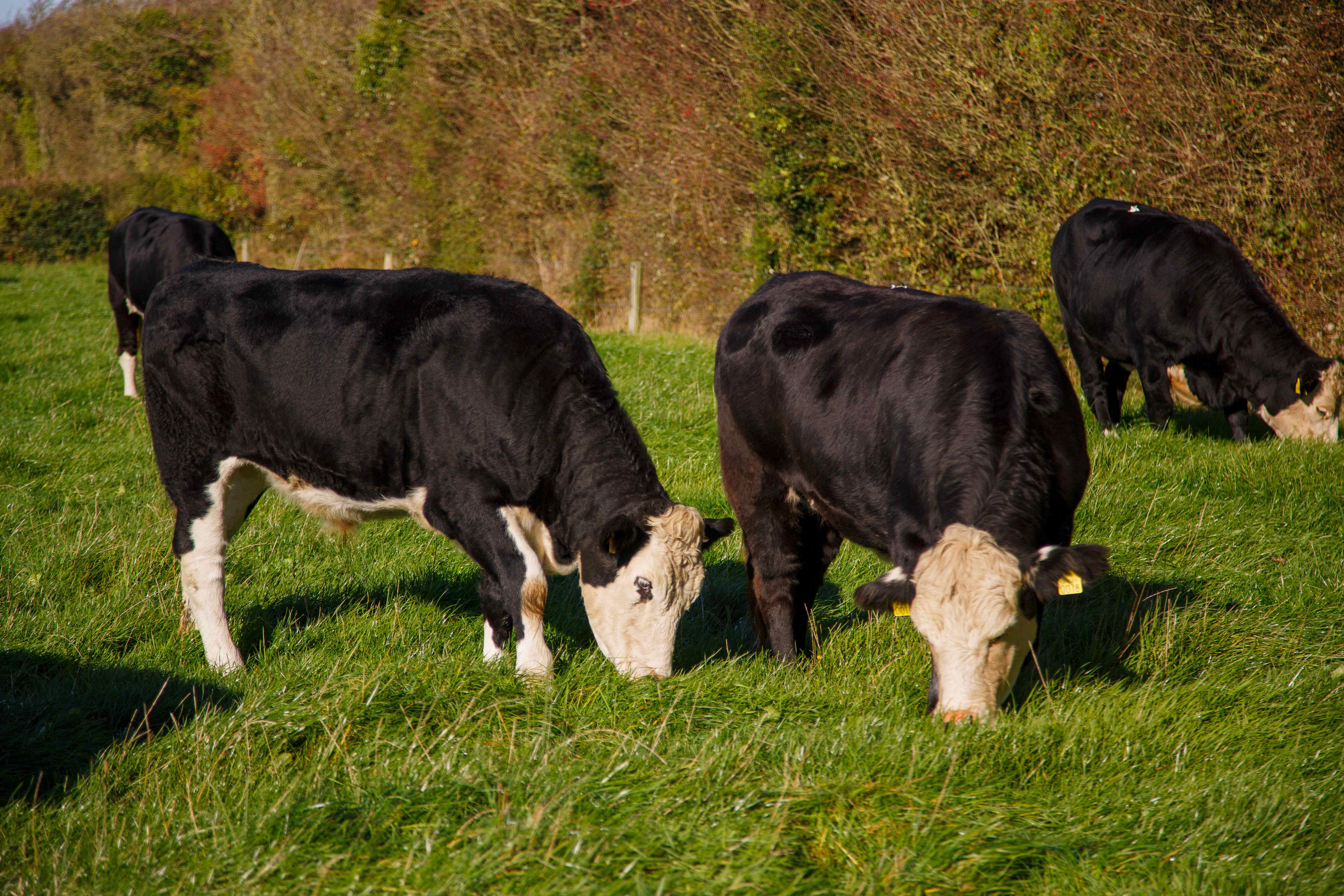 selective focus photography of brown and white cow